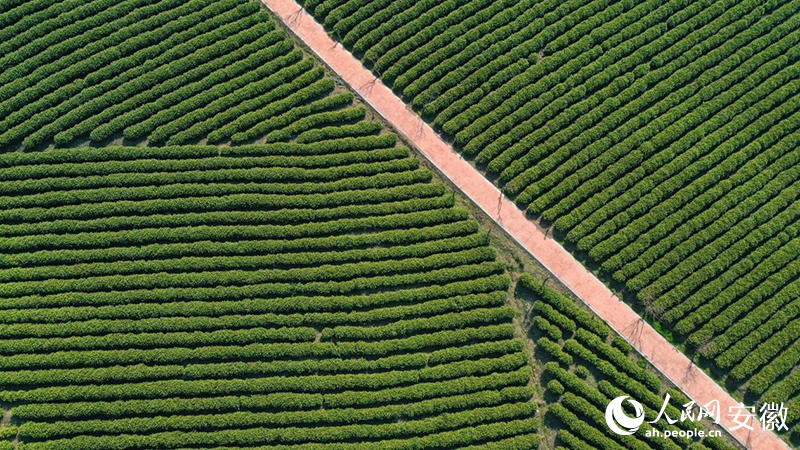 3月下旬，俯瞰郎溪白茶種植園。人民網(wǎng)記者 張俊攝