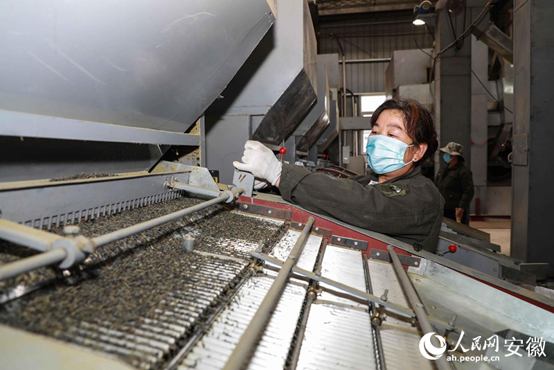 安徽金寨，工人加工出口的夏秋茶。人民網(wǎng)記者 張俊攝