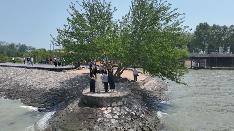 游客在洪澤湖堤邊“孤獨的樹”邊拍照。洪澤區(qū)委宣傳部供圖