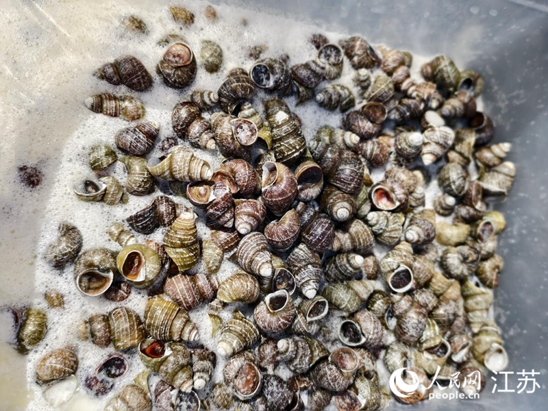 正在二次喂養(yǎng)的“豆?jié){螺螄”。人民網(wǎng)記者 馬曉波攝