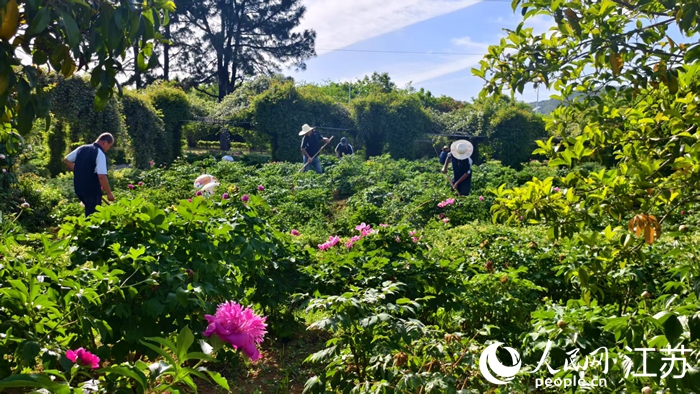 溧水特?；貑T工在牡丹園內(nèi)除草作業(yè)。實(shí)習(xí)生 陳偉攝