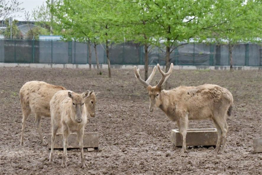 洞庭湖麋鹿苑中的麋鹿們。何佳麗攝