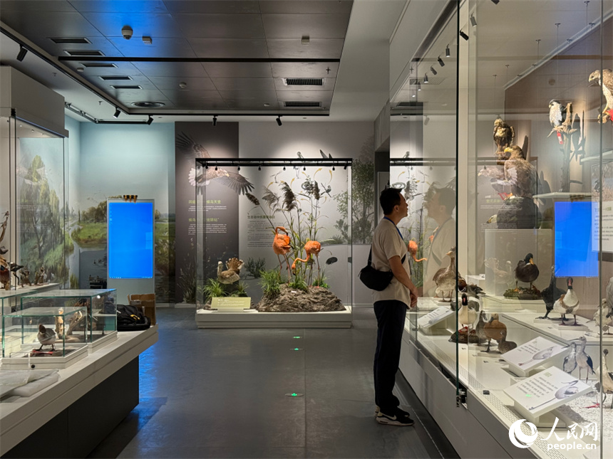 洞庭湖博物館煥新開館。人民網(wǎng)記者 吳茜薇攝