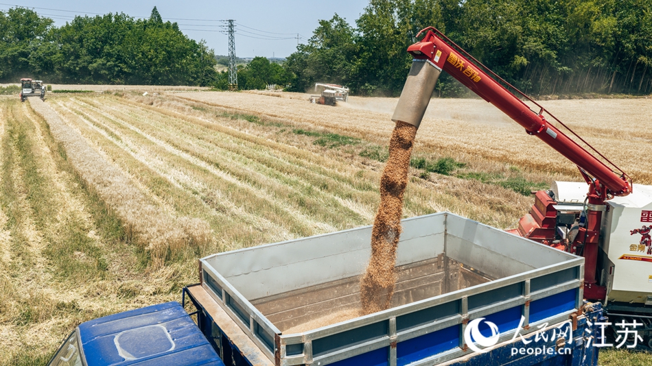 當(dāng)?shù)匦←湙C(jī)收率超過(guò)90%。人民網(wǎng) 江楠攝