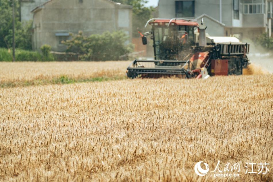 當?shù)剞r戶加快搶晴收割。人民網(wǎng) 江楠攝