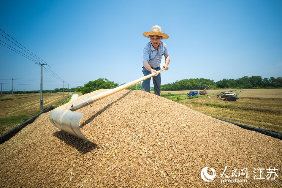 當(dāng)?shù)剞r(nóng)戶(hù)加快搶晴收割。人民網(wǎng) 江楠攝