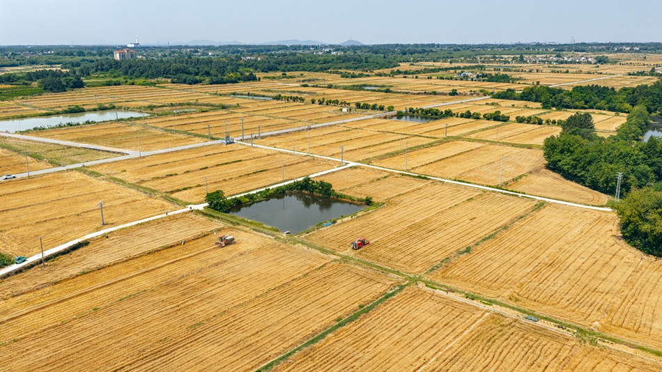 高淳區(qū)萬畝小麥進(jìn)入收獲期。劉列攝