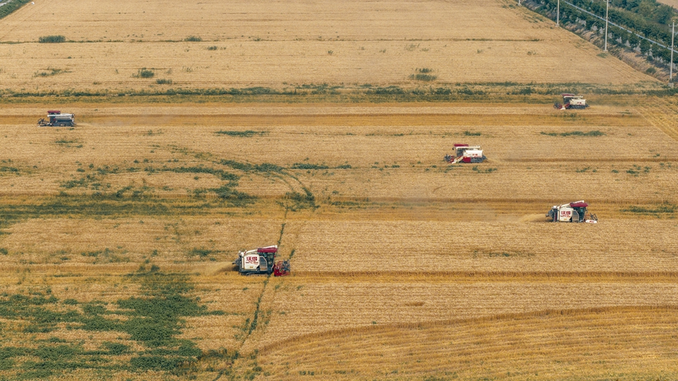高淳區(qū)萬(wàn)畝小麥進(jìn)入收獲期。劉列攝