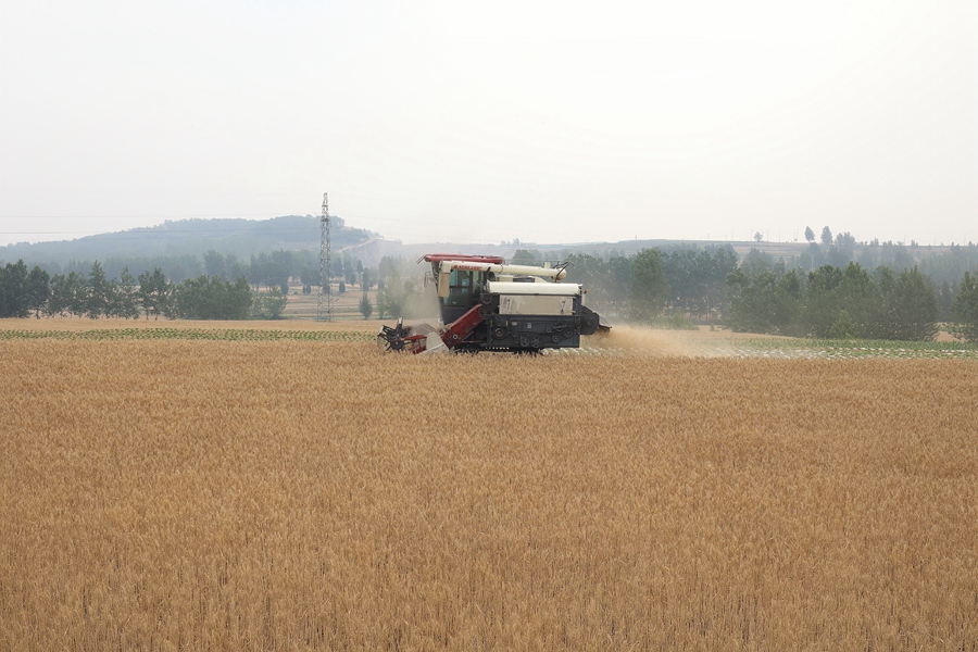 贛榆區(qū)厲莊鎮(zhèn)西陡嶺村小麥開始收割。贛榆區(qū)委宣傳部供圖