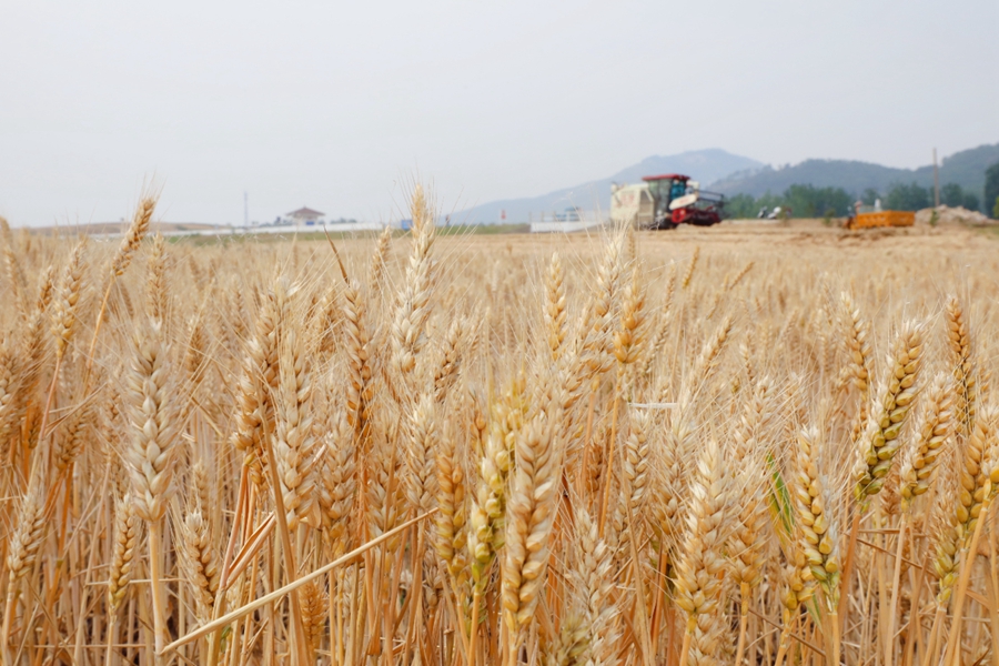 贛榆區(qū)50余萬(wàn)畝小麥進(jìn)入收獲期。贛榆區(qū)委宣傳部供圖