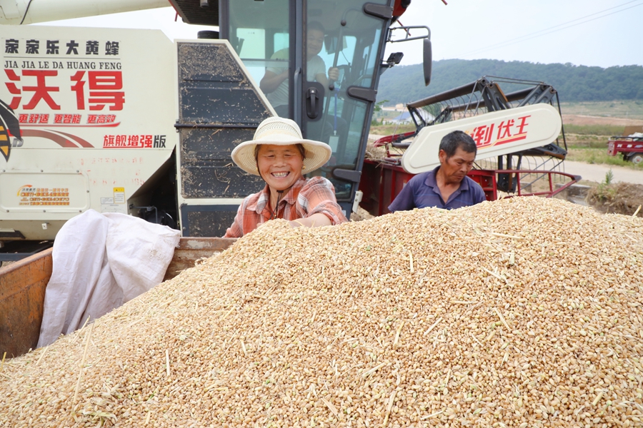 顆粒歸倉。贛榆區(qū)委宣傳部供圖