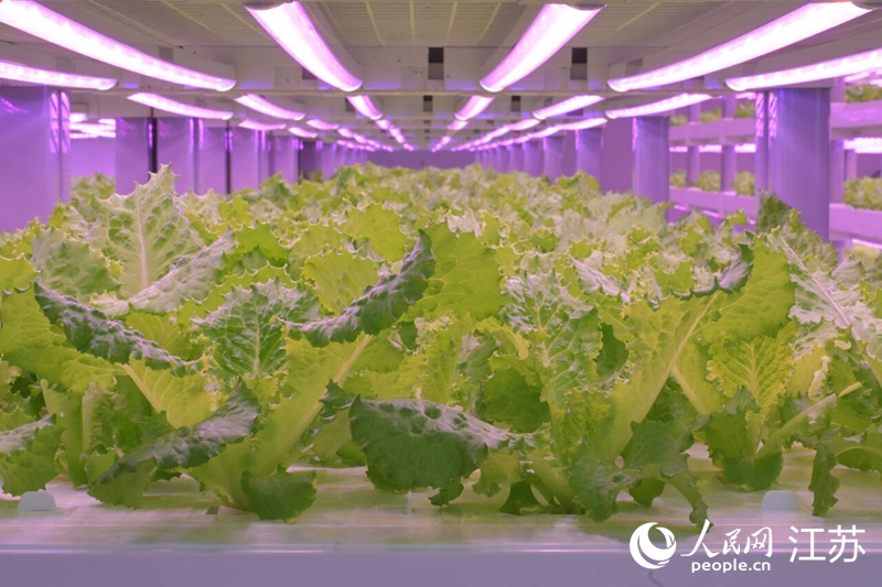 立體栽培架上，生菜青翠欲滴。人民網(wǎng) 張瀚天攝