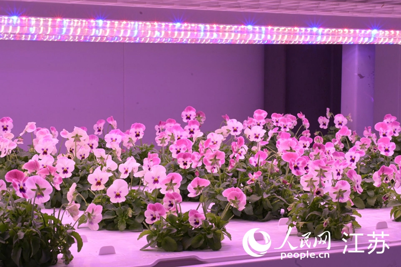 可愛“小鬼臉”下，根莖緊緊扎入一小塊吸滿營養(yǎng)液的可降解海綿中。人民網(wǎng) 張瀚天攝