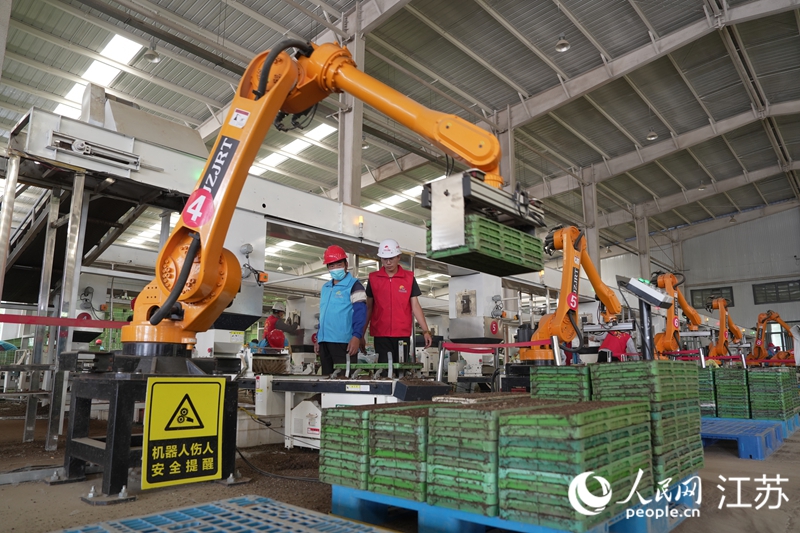 平明鎮(zhèn)水稻工廠化育秧中心正在進行育秧工作。人民網 張瀚天攝