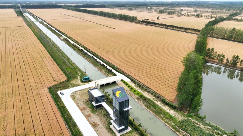 平明鎮(zhèn)“智慧農(nóng)場(chǎng)”小麥進(jìn)入收獲期。東海縣委宣傳部供圖