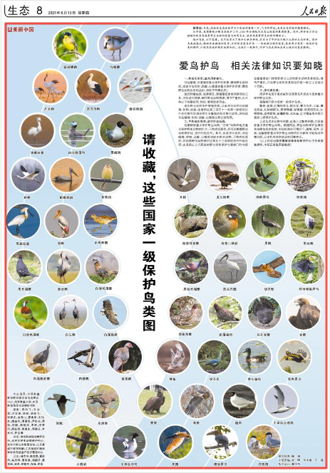 《人民日?qǐng)?bào)》2025年6月19日8版 版面截圖