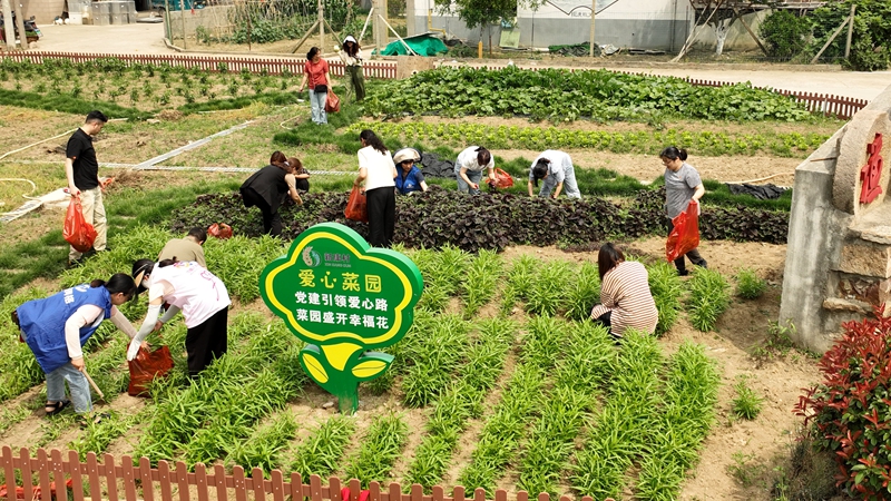 常州市武進(jìn)區(qū)雪堰鎮(zhèn)新康村“愛心小菜園”一角。武進(jìn)區(qū)委組織部供圖