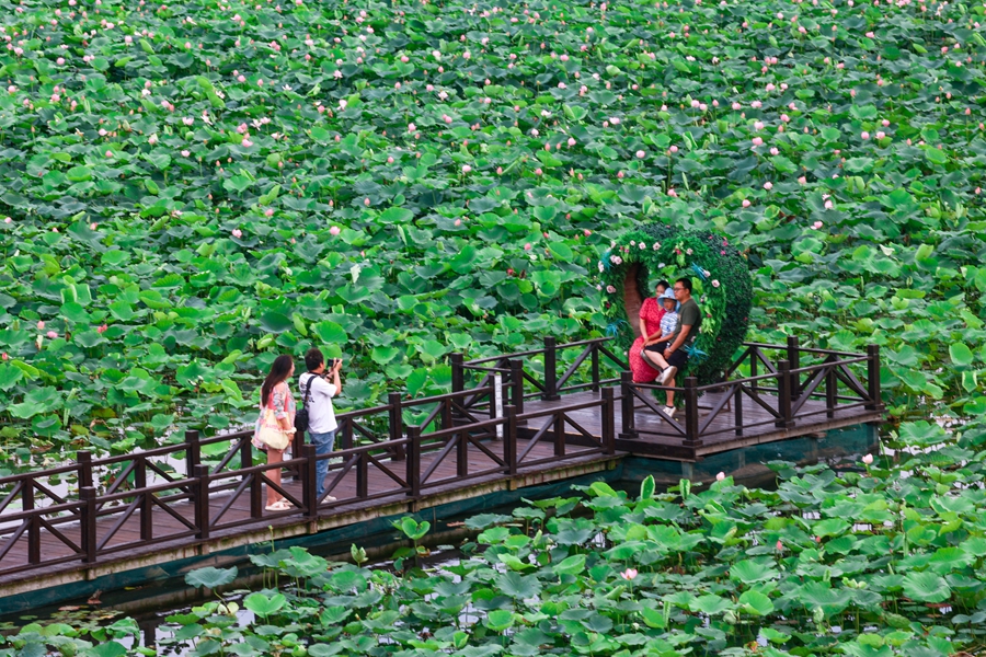 6月22日，游客在興化市萬畝荷塘景區(qū)賞景、游玩。史道智攝