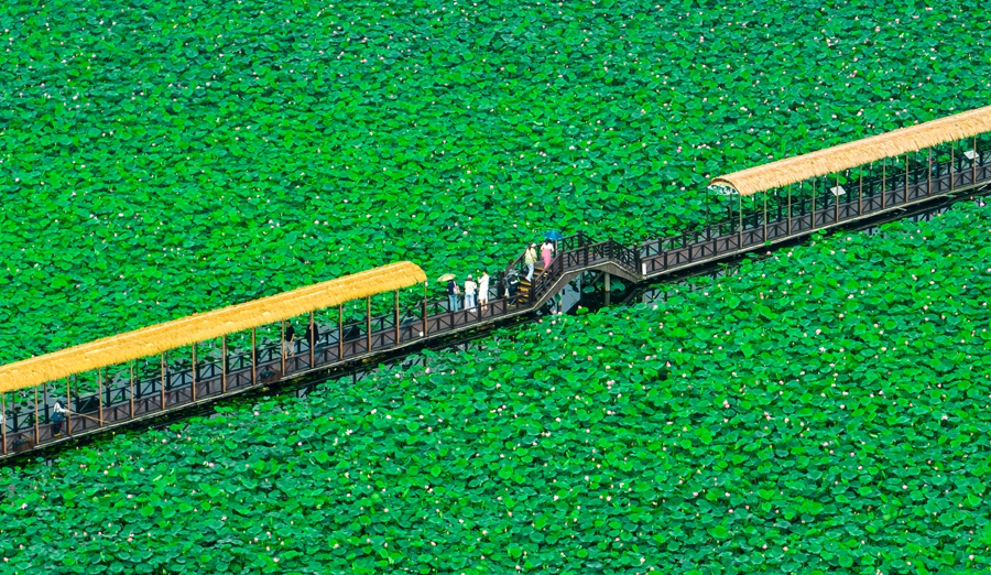 6月22日，游客在興化市萬畝荷塘景區(qū)賞景、游玩。史道智攝