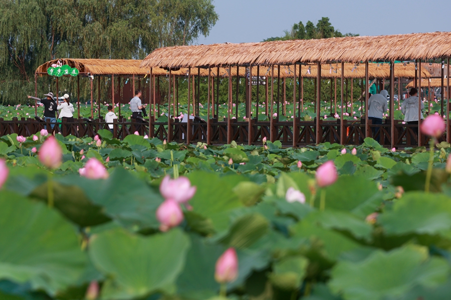 6月22日，游客在興化市萬畝荷塘景區(qū)賞景、游玩。史道智攝