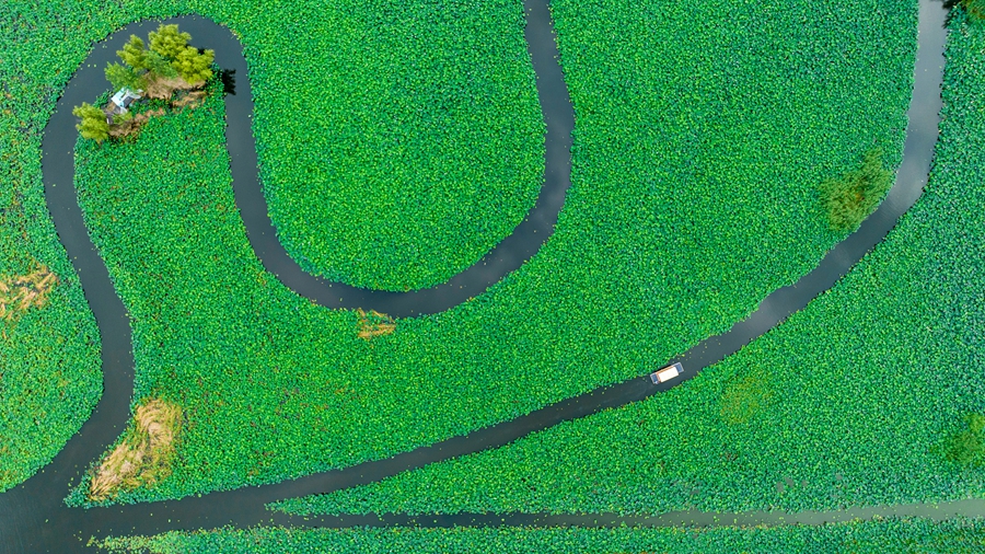 6月22日，游客在興化市萬畝荷塘景區(qū)賞景、游玩。史道智攝