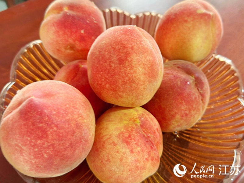 新鮮采摘的“鳳凰水蜜桃”。人民網(wǎng) 周夢(mèng)嬌攝