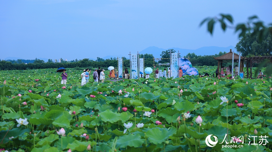 “水一方”景區(qū)萬畝荷塘迎來最佳觀賞期。人民網(wǎng)記者 馬曉波攝