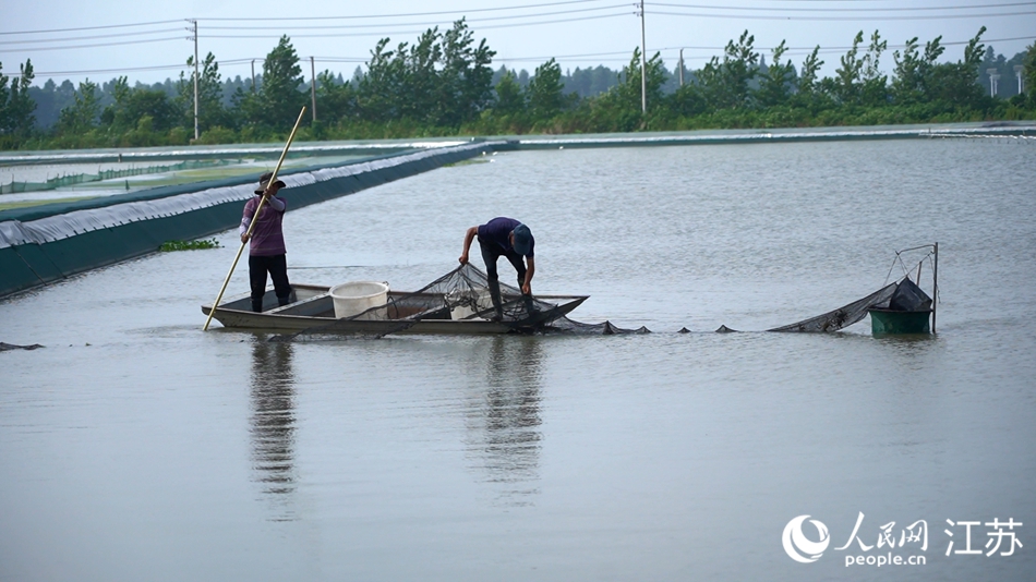 蟹農(nóng)們忙著捕撈“六月黃”。人民網(wǎng) 王丹丹攝