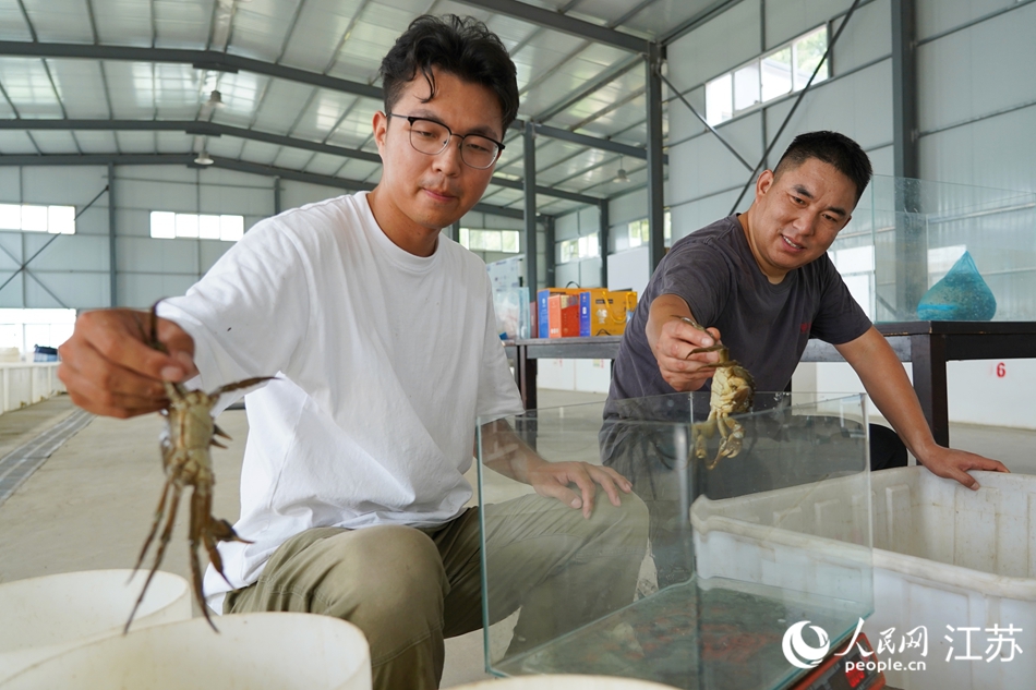 分揀“六月黃”。人民網(wǎng) 王丹丹攝