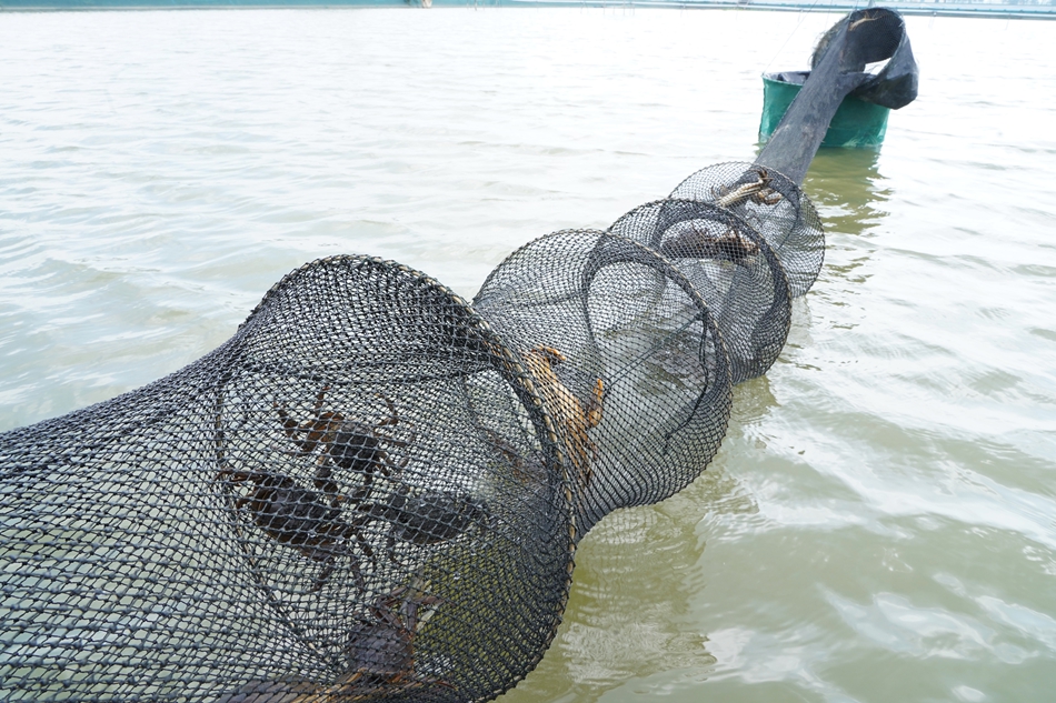 高淳區(qū)高標(biāo)準(zhǔn)養(yǎng)殖基地蟹籠內(nèi)的“六月黃”。方圓攝