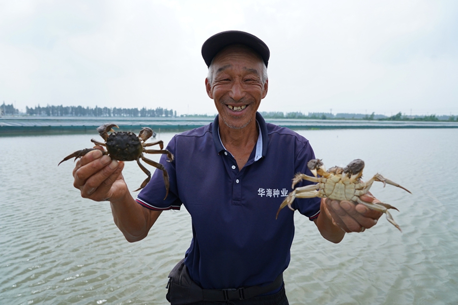 蟹農(nóng)展示剛剛撈起的“六月黃”。方圓攝