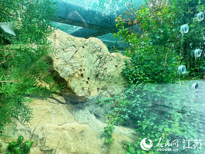 禹王山上，40平方米的彈孔遺址被完整封存。人民網(wǎng) 周夢嬌攝