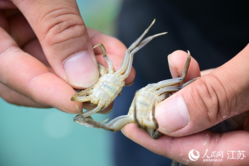 養(yǎng)蟹戶展示蟹苗。人民網(wǎng) 張瀚天攝