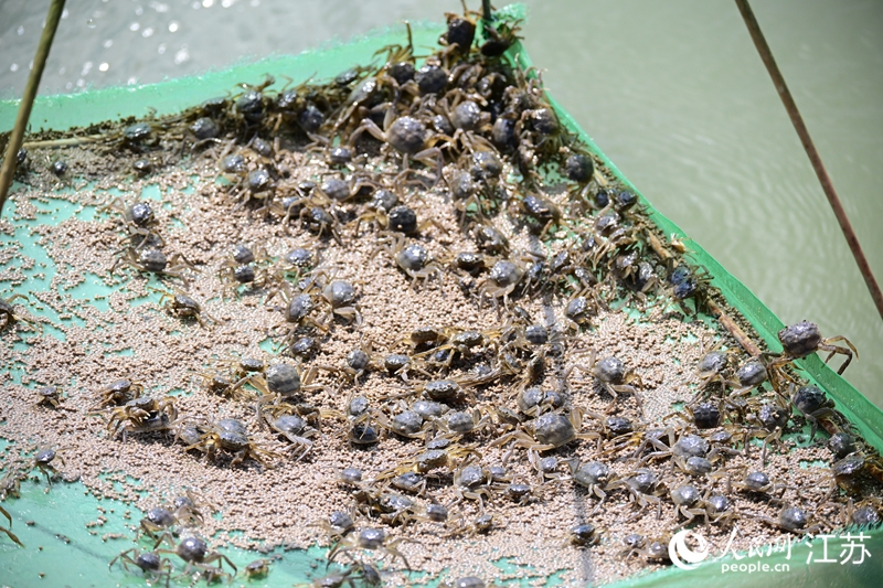 充滿活力的蟹苗。人民網(wǎng) 張瀚天攝
