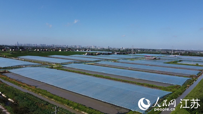 高郵現代農業(yè)高質量發(fā)展示范園里的薄膜蝦棚。人民網 杜沁萌攝