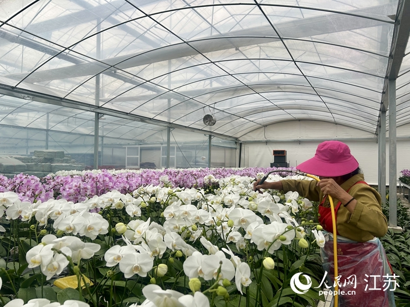 當(dāng)?shù)匾蛔悄軠厥掖笈锢锏男缕贩N蝴蝶蘭。人民網(wǎng) 王丹丹攝