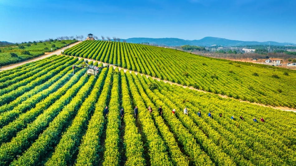 航拍溧水區(qū)生態(tài)茶園。朱紅生攝