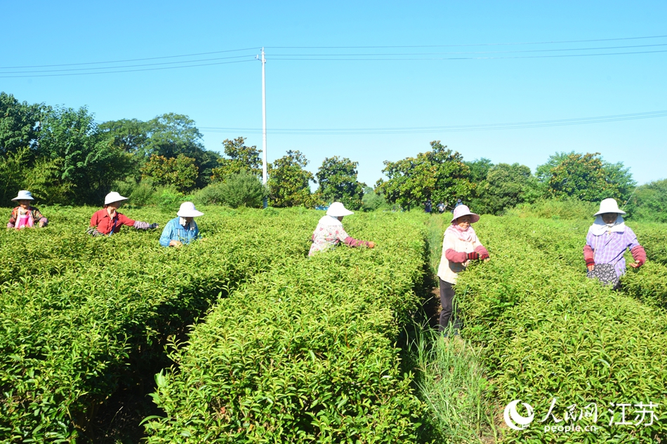 采茶工采收秋季雨花茶。人民網(wǎng) 王丹丹攝
