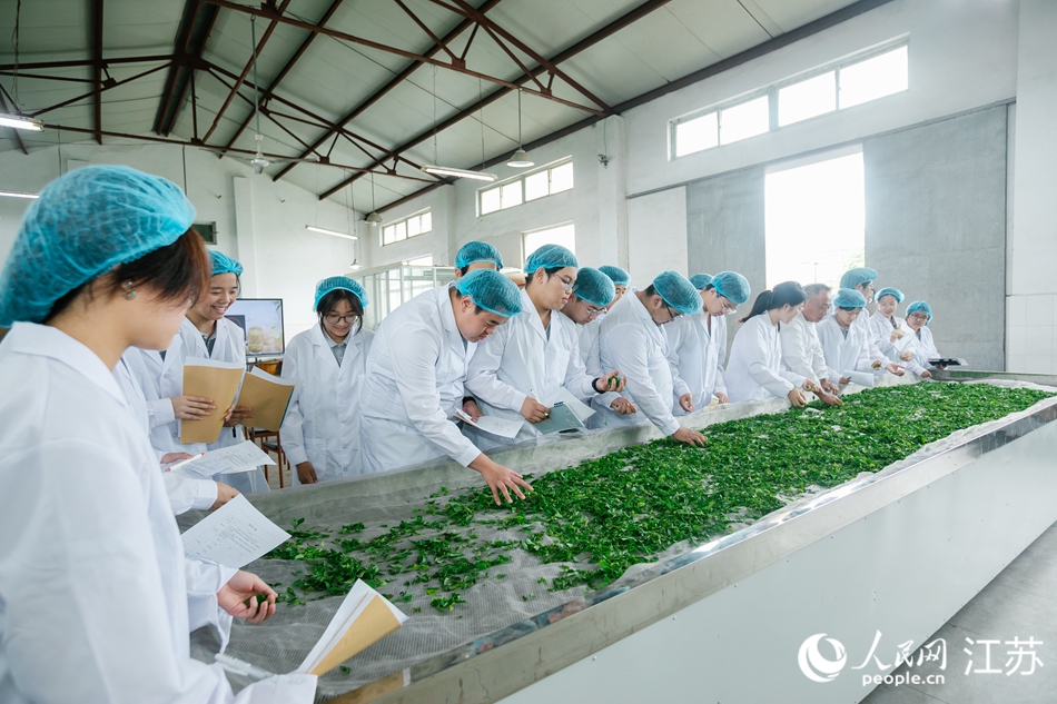 參觀團(tuán)隊(duì)了解雨花茶制作技藝。人民網(wǎng) 王丹丹攝