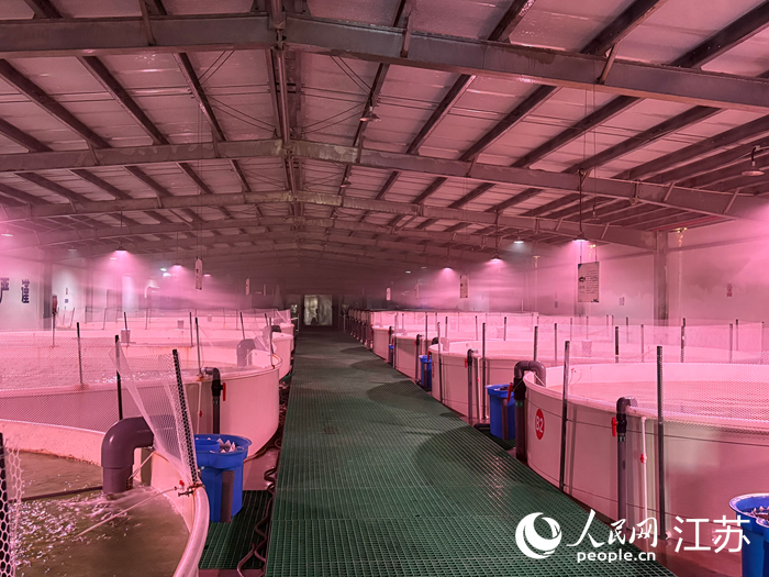 陶灣海洋牧場的陸上養(yǎng)殖基地。人民網(wǎng) 劉益佳攝