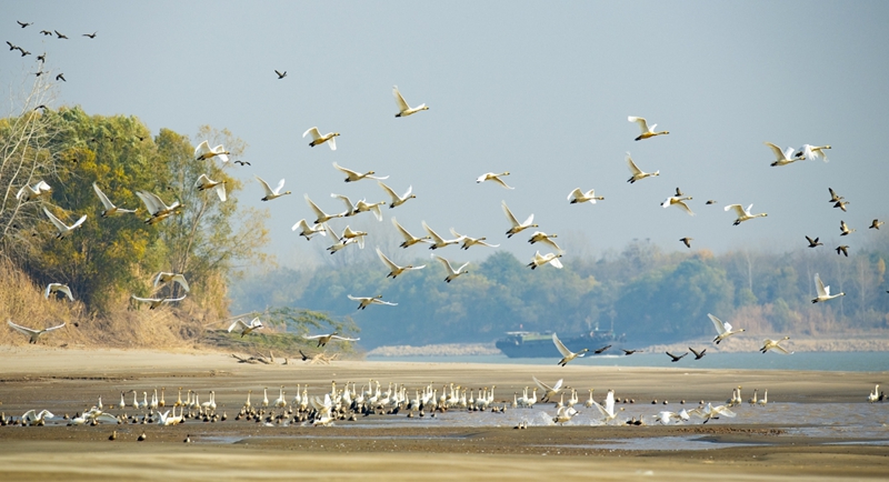 新濟(jì)洲段長江沿岸，小天鵝伴隨貨物船只飛翔。南京市委網(wǎng)信辦供圖