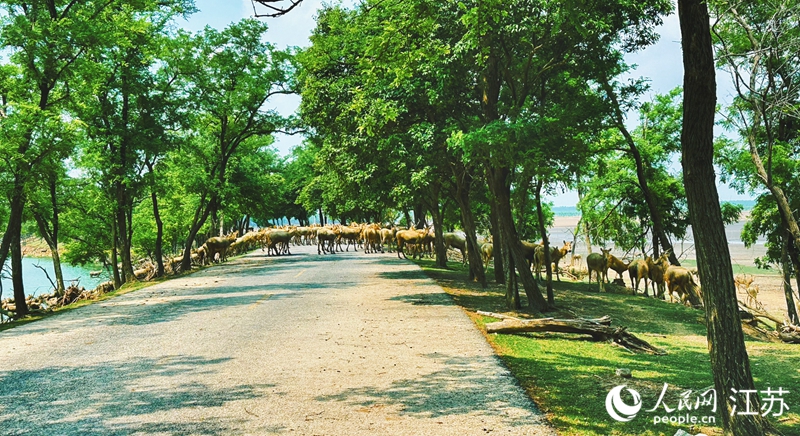 濱海公路上，野生麋鹿群從淺水區(qū)走向海灘。人民網 周夢嬌攝