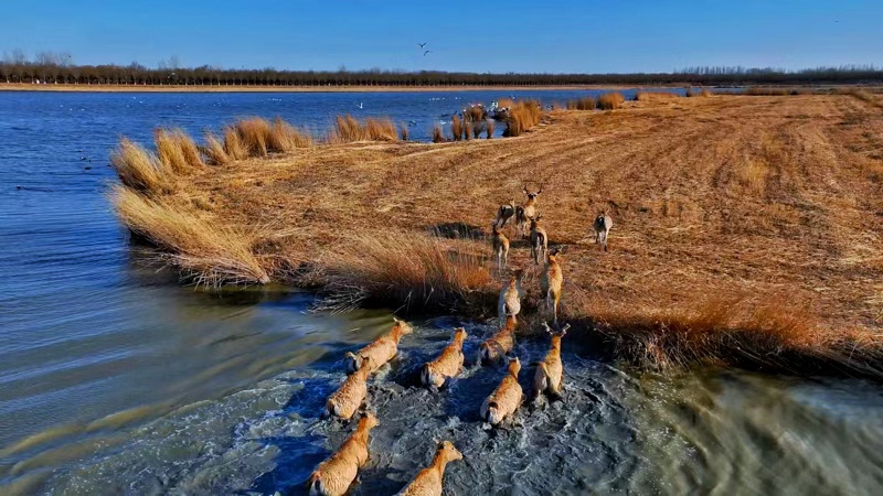 麋鹿在天津七里海濕地戲水。大豐自然保護區(qū)管理處供圖