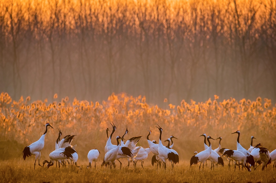 晨光中的丹頂鶴。孫華金攝