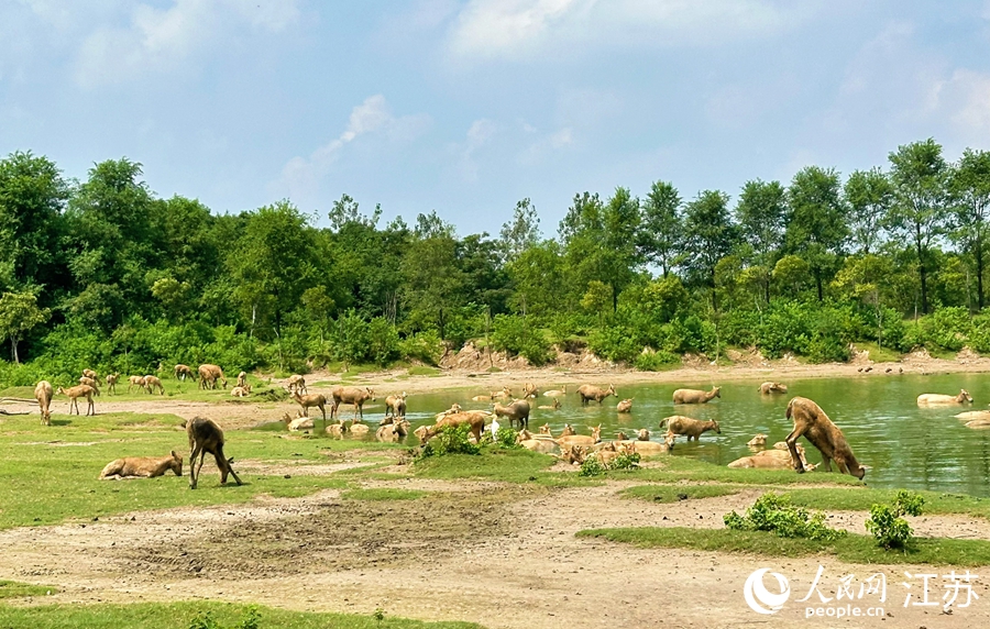 大豐中華麋鹿園內(nèi)，成群的麋鹿棲息覓食。人民網(wǎng) 周夢嬌攝