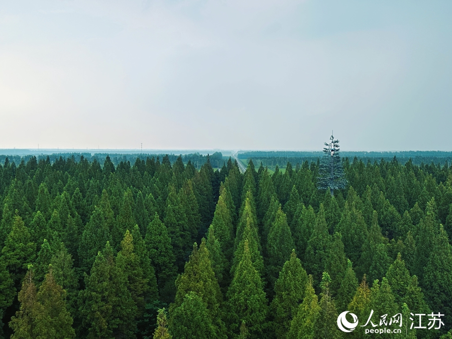 黃海森林公園是全國沿海地區(qū)最大的平原森林。人民網(wǎng) 周夢嬌攝