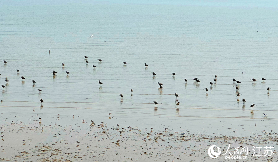 在條子泥濕地，隨處可見戲水覓食的鳥類。人民網(wǎng) 周夢嬌攝