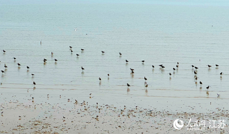 條子泥濕地，成群的鳥兒正在戲水。人民網(wǎng) 周夢嬌攝