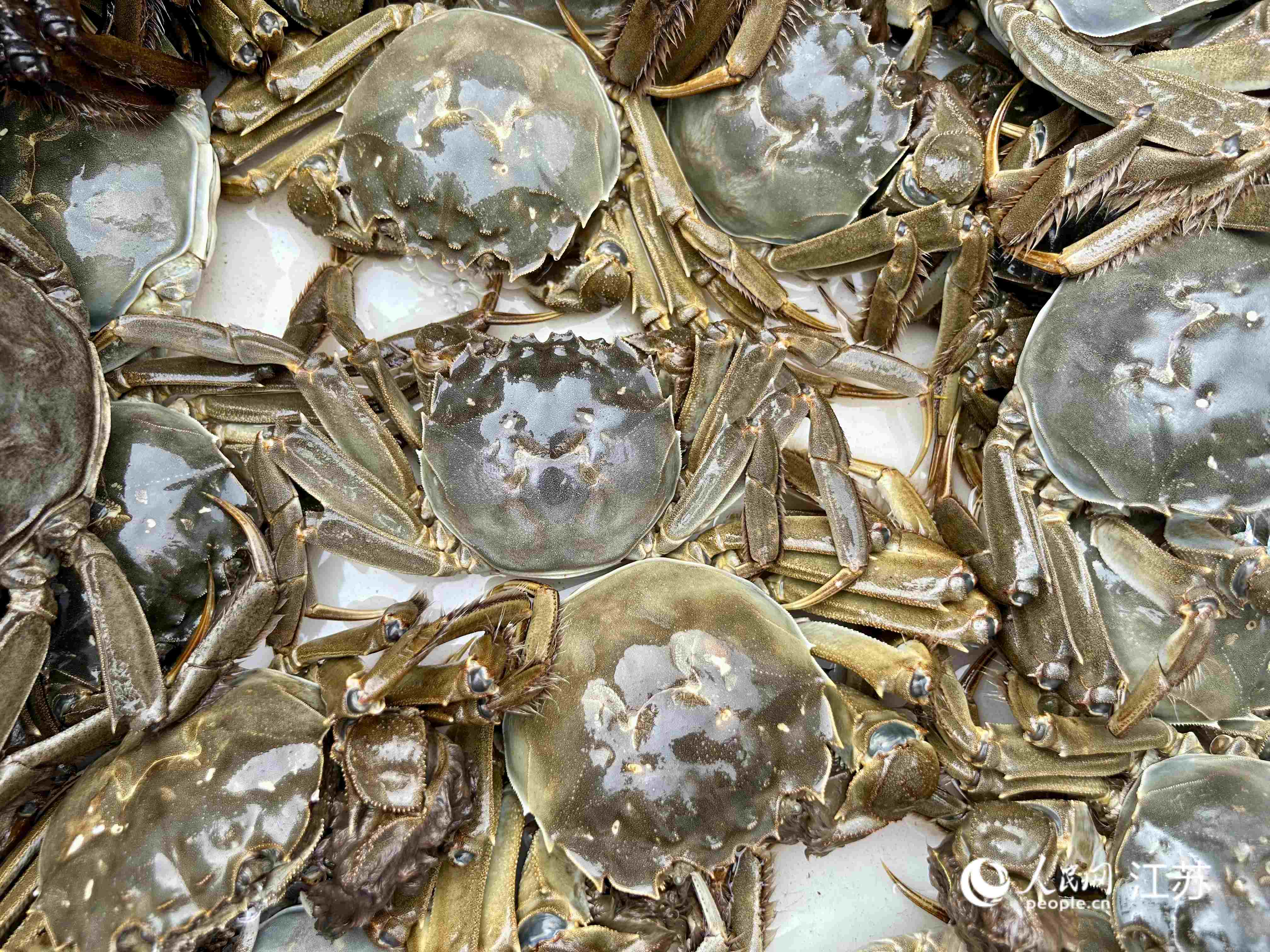 剛剛出水的固城湖大閘蟹。人民網(wǎng)記者 王丹丹攝