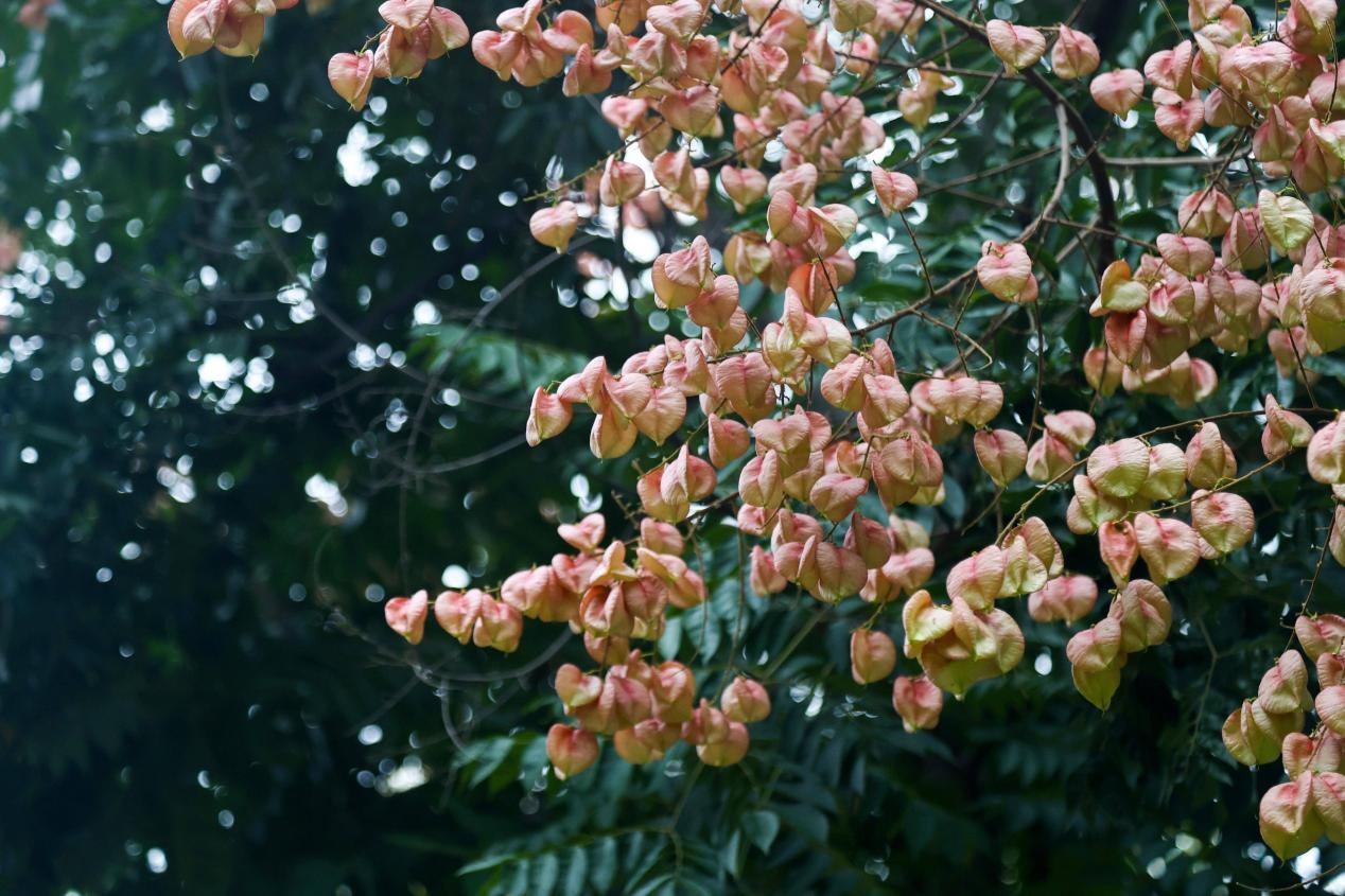 串串“小燈籠”在枝頭隨風(fēng)搖曳。許龍春攝